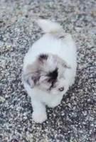 River, a female Miniature Bernedoodle for sale in Ponchatoula, LA – Photo 3 of 3