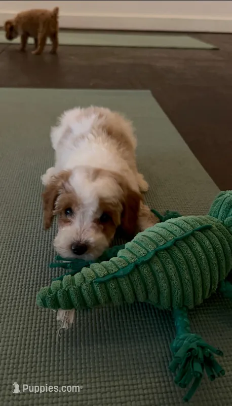 Comet – Poodle - Miniature  puppy for sale in Ponchatoula, LA