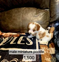 Comet, a male Poodle - Miniature  for sale in Ponchatoula, LA – 2 of 2