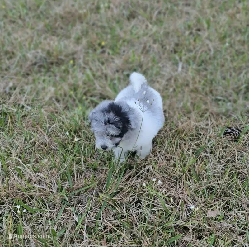 Sky – Miniature Bernedoodle puppy for sale in Ponchatoula, LA