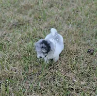 Sky, a female Miniature Bernedoodle for sale in Ponchatoula, LA – Photo 1 of 2