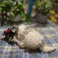 Sky, a female Miniature Bernedoodle for sale in Ponchatoula, LA – Photo 2 of 2