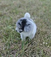 Sky, a female Miniature Bernedoodle for sale in Ponchatoula, LA – Photo 2 of 2