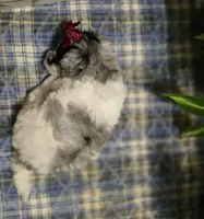 Sky, a female Miniature Bernedoodle for sale in Ponchatoula, LA – Photo 1 of 2