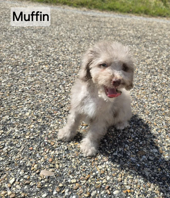 Muffin  – Miniature Bernedoodle puppy for sale in Ponchatoula, LA