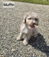 Muffin , a female Miniature Bernedoodle for sale in Ponchatoula, LA – 1 of 2