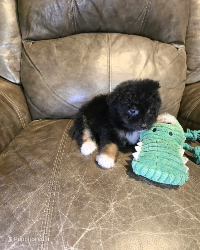 Boo – Poodle - Toy , Toy Australian Shepherd puppy for sale in Ponchatoula, LA