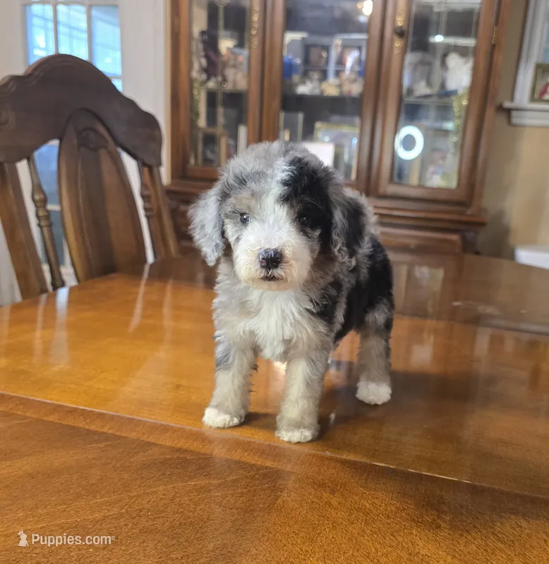 Storm – Miniature Bernedoodle puppy for sale in Ponchatoula, LA