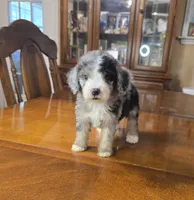 Storm, a female Miniature Bernedoodle for sale in Ponchatoula, LA – 1 of 3