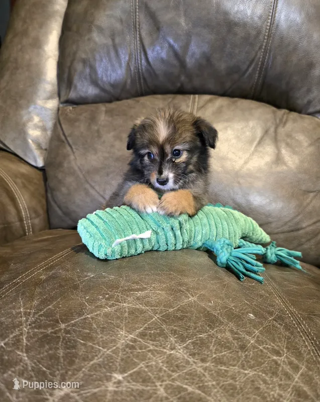 Pumpkin  – Poodle - Toy , Toy Australian Shepherd puppy for sale in Ponchatoula, LA