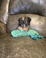 Pumpkin , a female Poodle - Toy  and Toy Australian Shepherd for sale in Ponchatoula, LA – 1 of 2