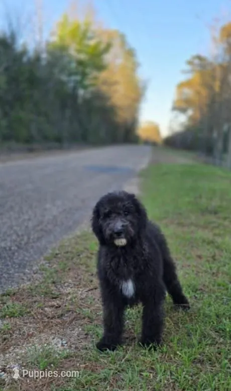 Coal – Goldendoodle puppy for sale in Ponchatoula, LA