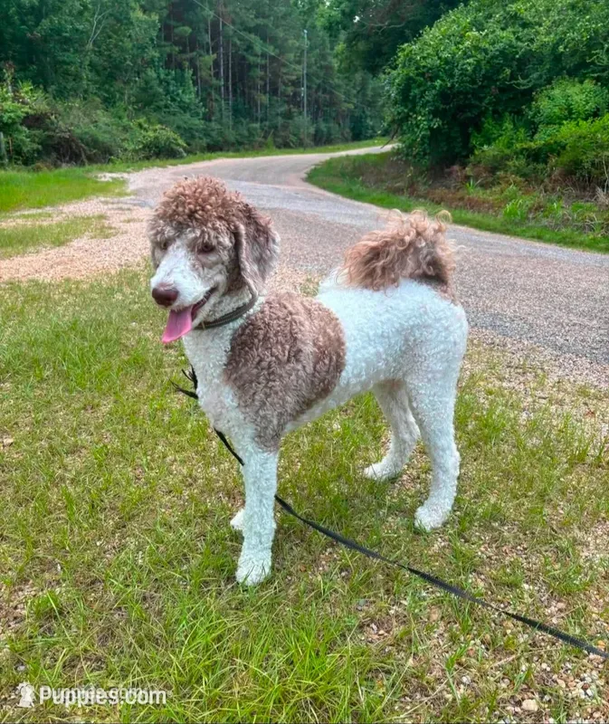 Lucy – Sheepadoodle puppy for sale in Ponchatoula, LA