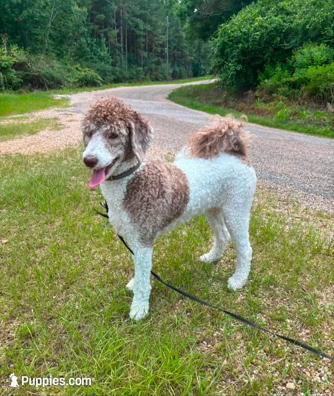 Lucy, a female Sheepadoodle for sale in Ponchatoula, LA – 1 of 1