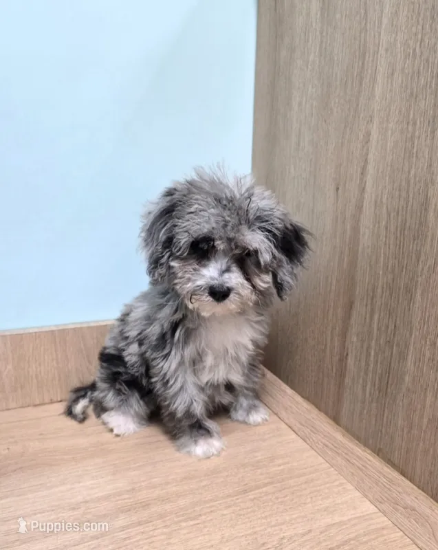 Puddin  – Miniature Bernedoodle puppy for sale in Ponchatoula, LA