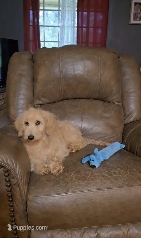 Buddy – Goldendoodle puppy for sale in Ponchatoula, LA