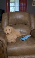 Buddy, a male Goldendoodle for sale in Ponchatoula, LA – 1 of 1