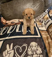 Maple , a female Poodle - Miniature  for sale in Ponchatoula, LA – 4 of 4