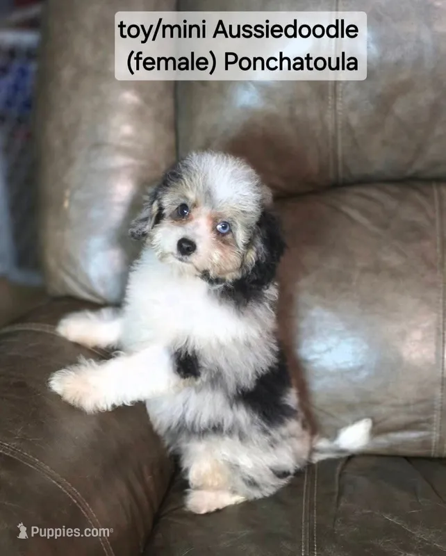 Misty – Miniature Aussiedoodle puppy for sale in Ponchatoula, LA