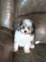 Misty, a female Miniature Aussiedoodle for sale in Ponchatoula, LA – 2 of 3