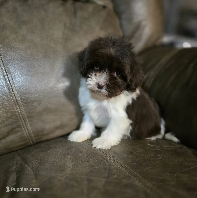 Tiny Bentley (F1b Toy size)