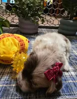 Caramel , a female Miniature Bernedoodle for sale in Ponchatoula, LA – Photo 3 of 3