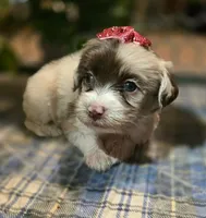 Caramel , a female Miniature Bernedoodle for sale in Ponchatoula, LA – Photo 1 of 3