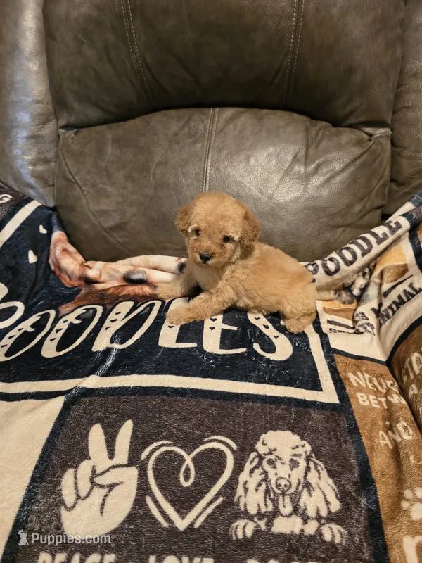 Maple  – Poodle - Miniature  puppy for sale in Ponchatoula, LA
