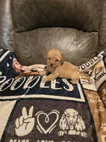 Maple , a female Poodle - Miniature  for sale in Ponchatoula, LA – 1 of 4