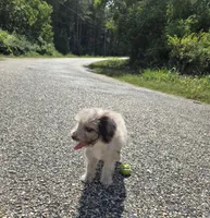 Muffin , a female Miniature Bernedoodle for sale in Ponchatoula, LA – 2 of 2