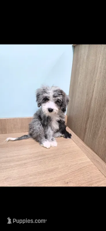 Rain – Miniature Bernedoodle puppy for sale in Ponchatoula, LA