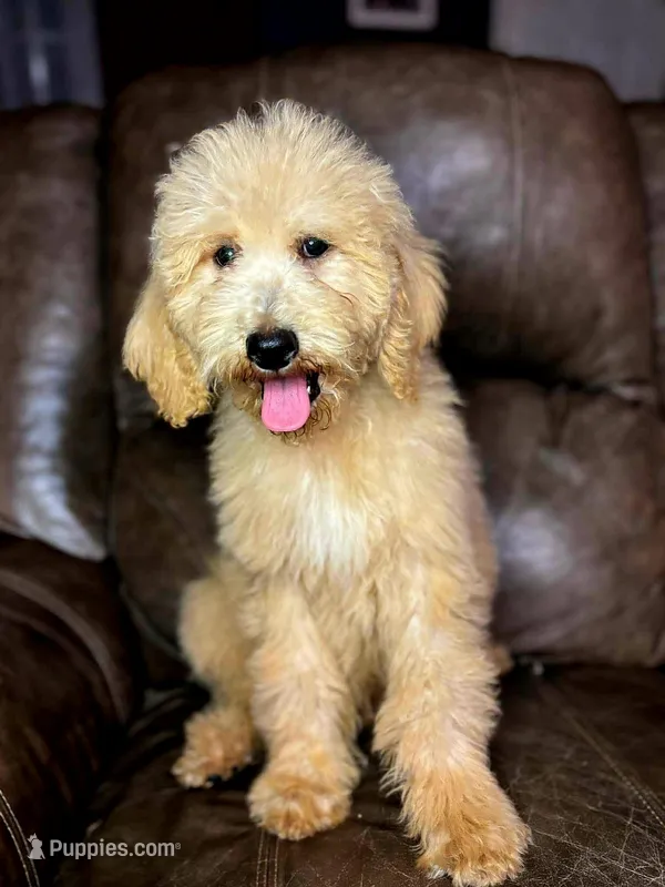 Catfish  – Goldendoodle puppy for sale in Ponchatoula, LA