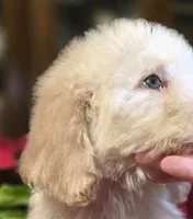 processed/c09281d4-0c1a-4528-800b-8f17df0df529/listing/da4ced10-f554-4d92-93e0-d4a626405afe/1e5c6da9-073a-40e3-b1ac-a30aa1439f89