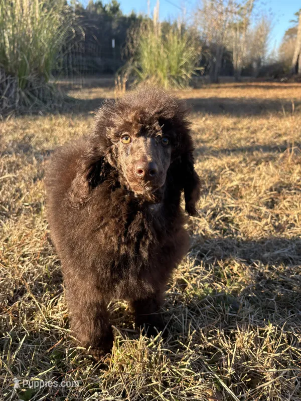 Sassy, a female Poodle - Standard  for sale in Ponchatoula, LA – Photo 1 of 1