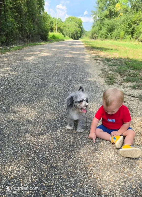 Puddin  – Miniature Bernedoodle puppy for sale in Ponchatoula, LA