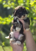 Chocolate Phantom girl, a female Miniature Aussiedoodle for sale in Ponchatoula, LA – Photo 1 of 2