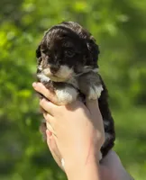 Chocolate Phantom girl, a female Miniature Aussiedoodle for sale in Ponchatoula, LA – Photo 2 of 2