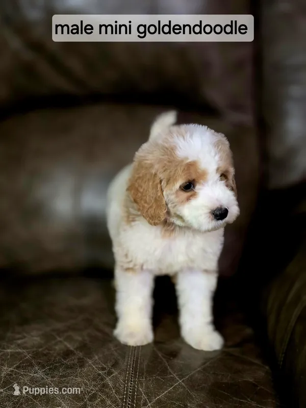 Copper , a male Miniature Goldendoodle for sale in Ponchatoula, LA – 1 of 5