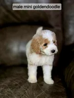 Copper , a male Miniature Goldendoodle for sale in Ponchatoula, LA – 1 of 5