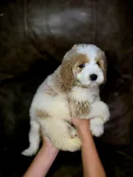Copper , a male Miniature Goldendoodle for sale in Ponchatoula, LA – 5 of 5