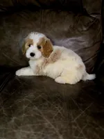 Copper , a male Miniature Goldendoodle for sale in Ponchatoula, LA – 4 of 5