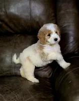 Copper , a male Miniature Goldendoodle for sale in Ponchatoula, LA – 2 of 5