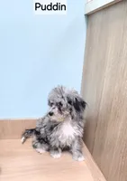 Puddin , a female Miniature Bernedoodle for sale in Ponchatoula, LA – 2 of 2