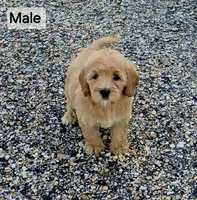 Poppy, a male Miniature Goldendoodle for sale in Ponchatoula, LA – 2 of 2