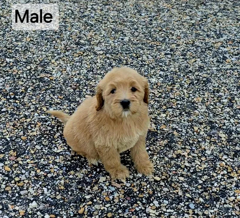Poppy – Miniature Goldendoodle puppy for sale in Ponchatoula, LA