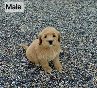 Poppy, a male Miniature Goldendoodle for sale in Ponchatoula, LA – 1 of 2
