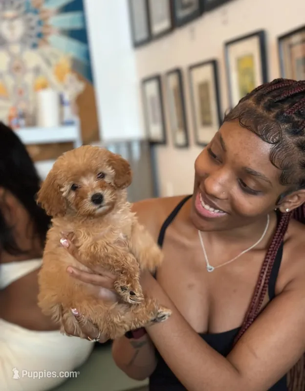 Maple  – Poodle - Miniature  puppy for sale in Ponchatoula, LA