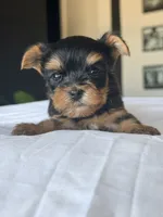 Baby Boy C 💙🐾, a female Yorkshire Terrier for sale in Riverview, FL – 4 of 5