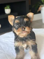 Baby Boy B 🩵, a male Yorkshire Terrier for sale in Riverview, FL – 2 of 5