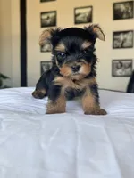 Baby Boy C 💙🐾, a female Yorkshire Terrier for sale in Riverview, FL – 2 of 5